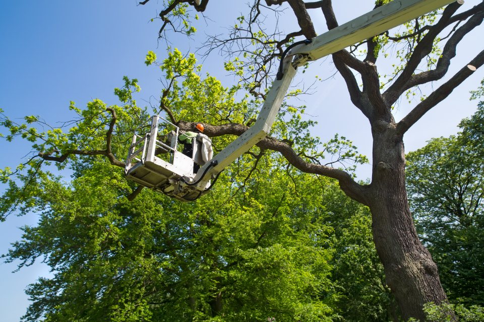 Workers trimming trees from bucket