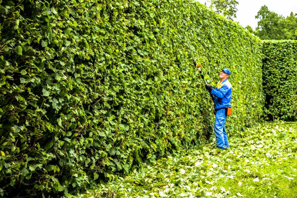 Person trimming hedges